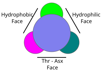 AFP Type Iの模式図