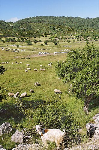 牧草地における土地利用と栽培牧草の種類