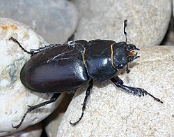 無脊椎動物に関連する標本の様子