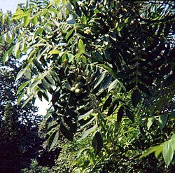 クルミ属植物の生態、利用および文化的背景の総説