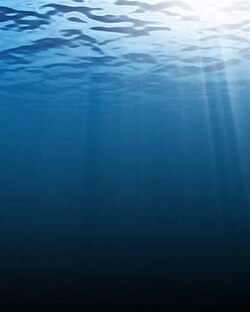 海中から見た海面