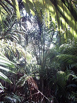 サゴヤシ:食用デンプンを供給するヤシ科植物