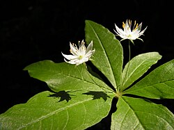 草本植物の定義と生態的特徴