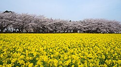 観音台 (つくば市)