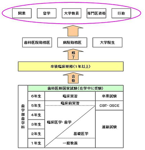 歯科医師の役割と制度