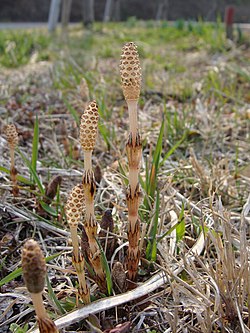 維管束植物の構造と進化