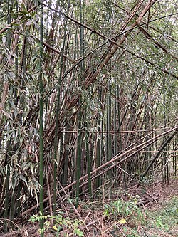 荒れた竹林