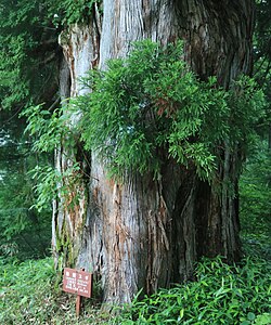 仙洞スギ(富山県中新川郡立山町)