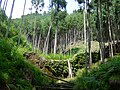 荒廃森林を復旧する砂防ダム