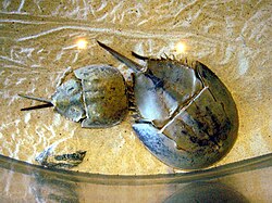 カブトガニの姿