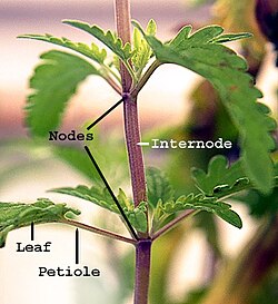 節（Node）と間の節間（Internode）、葉柄が見える茎