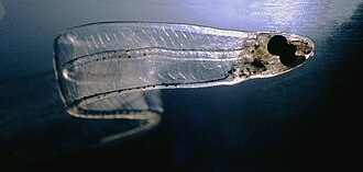 レプトケファルス:カライワシ上目の平坦な幼生の特徴と生態