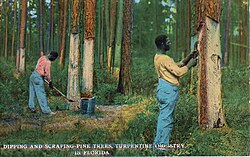 アメリカ・フロリダ州での採集作業を写した1912年の絵葉書