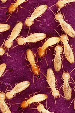 シロアリの生態と生物学的特性