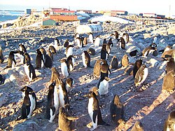 デュモン・デュルヴィル基地とアデリーペンギンのコロニー
