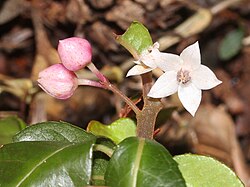 ヤブコウジの花