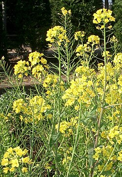 アブラナ科：植物学的特徴と成分