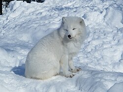 ホッキョクギツネの生態と特徴