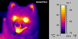 子犬の熱分布画像