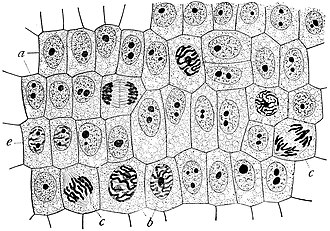 生物学における細胞の構造と機能に関する総合解説