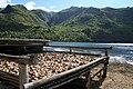 コプラの乾燥風景
