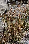 マルシッポスペルムム属の1種Marsippospermum gracile