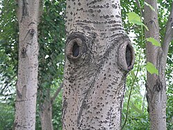 植物における茎の構造と役割