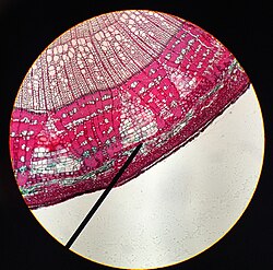 形成層(植物組織)の概要と機能
