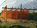 干し柿の生産に使用する例