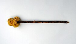 キシロスポンギウムの復元図