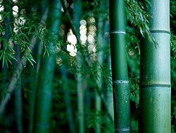 タケ(竹):生物学的特性と利用の歴史