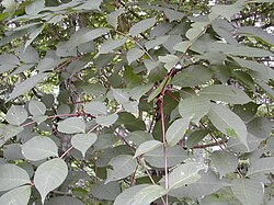 ウルシ(植物)の生態と利用