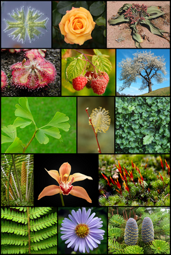 植物の生物学的定義と分類