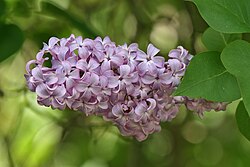 ライラック(ムラサキハシドイ)の植物学的特徴と文化