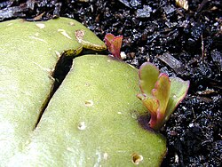 生物の生殖:無性生殖と有性生殖のメカニズム