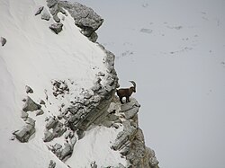 雪山の断崖で生きるアイベックス