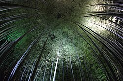 ライトアップされた竹林( 高台寺 )