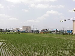 北条米を生産する水田