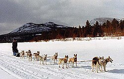 10頭引きの犬ぞり
