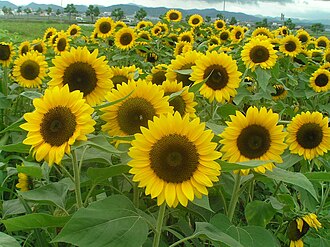 夏(季節の概要と定義)