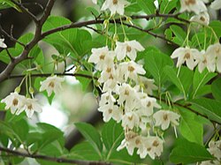 エゴノキ科の落葉小高木「エゴノキ」の生態と人間との関わり