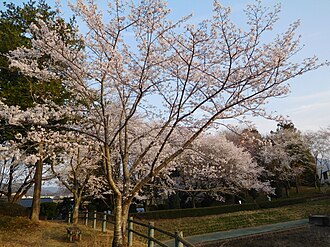 桜川市:茨城県西部の自然と歴史が息づく街