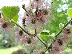 カジノキの雌花序。紅紫色の花柱が伸びる。
