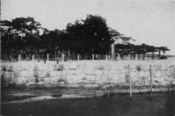 唐崎の松