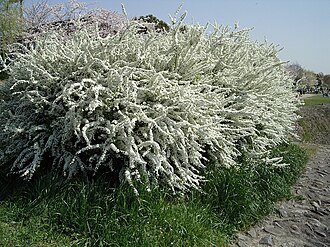 ユキヤナギの生態と特徴