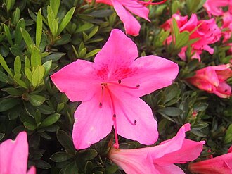 サツキ(植物)の生態と特徴