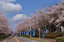 農林さくら通りの桜並木
