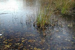 結氷:水面が凍結する自然現象のメカニズムと影響