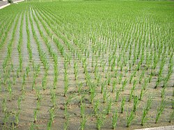 田(農地):穀物栽培のための区画された農地