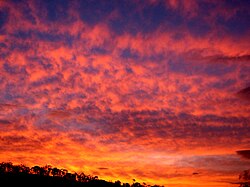 夕方の蜂の巣状高積雲